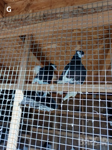 Гълъби различни видове , снимка 2 - Гълъби - 53737399