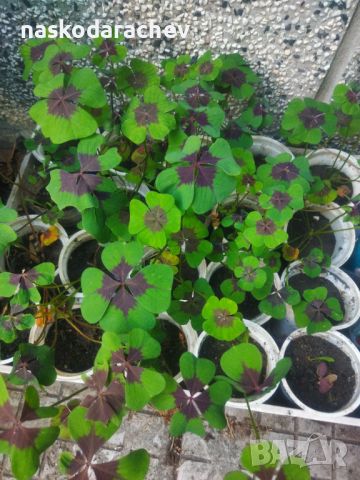 Четирилистни детелини Oxalis Tetraphylla, четирилистна детелина разсад, снимка 9 - Градински цветя и растения - 46098745