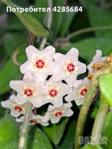 продавам тази хоя карноза, снимка 5 - Стайни растения - 50080527