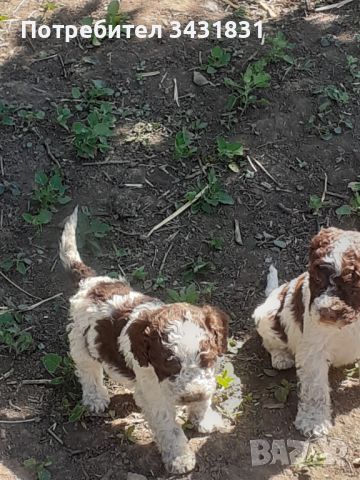 Кученца италиански лагото ромаьоло,две женски и две мъжки., снимка 7 - Други - 45278399