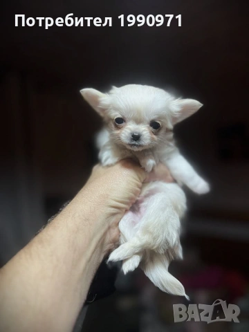 Супер красиво Бяло мини чихуахуа. Момче на 2 мес., снимка 3 - Чихуахуа - 53088543