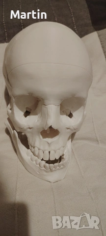 Череп , снимка 3 - Декорация за дома - 53245517