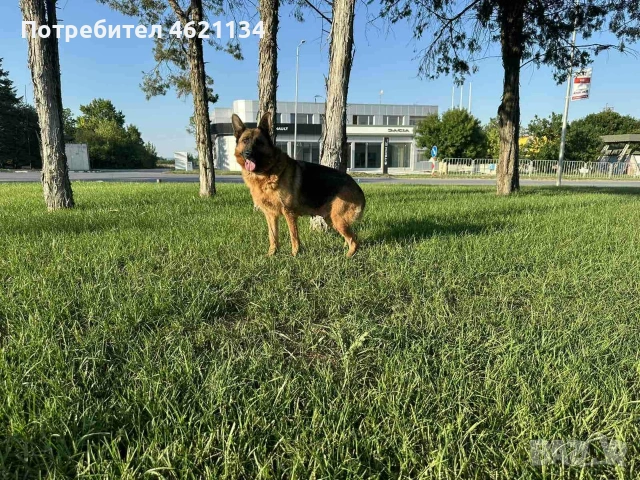 Немска овчарка