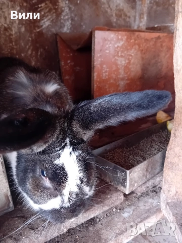 продавам зайци, снимка 4 - Други животни - 53908194