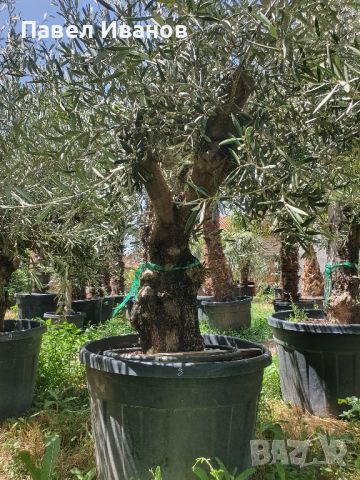 Маслиново дърво за перфектният декор на вашата градина!!!, снимка 16 - Градински цветя и растения - 46413845