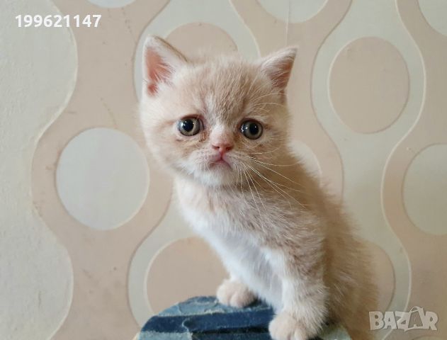 Котенца Британчета момченца, снимка 4 - Британска късокосместа - 46414131