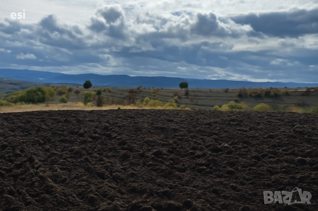 50 ДЕКАРА ЗЕМЕДЕЛСКА ЗЕМЯ област Варна, общ. Дългопол - 100 ЛВ/рента - Авансово Платена