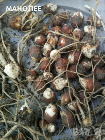 Арум, снимка 2 - Градински цветя и растения - 52120109