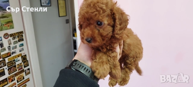 ТОЙ ПУДЕЛ 5 момчета, снимка 11 - Пудели - 53799744