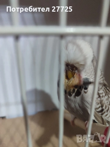 Изложбени папагали , снимка 3 - Папагали - 53290737