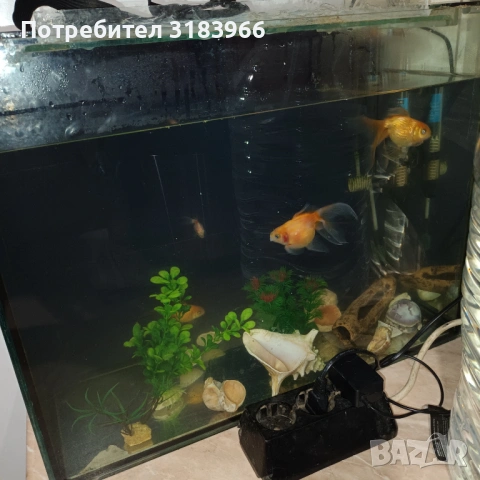 голям аквариум с рибки оборудван 50 х 40 х 24, снимка 11 - Аквариуми - 53830698