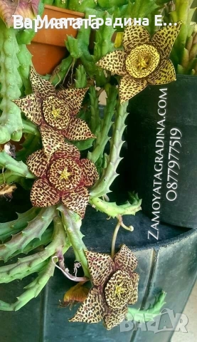 3 вида Стапелия - Grandiflora, Variagata, Piaranthus, снимка 2 - Стайни растения - 53636152