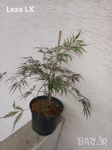 Японски клен/ацер ACER PALMATUM DISSECTUM, снимка 2 - Градински цветя и растения - 45983082