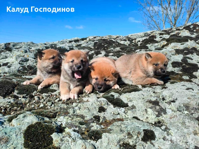 Продавам кученца Шиба Ину, снимка 2 - Шиба ину - 53659658
