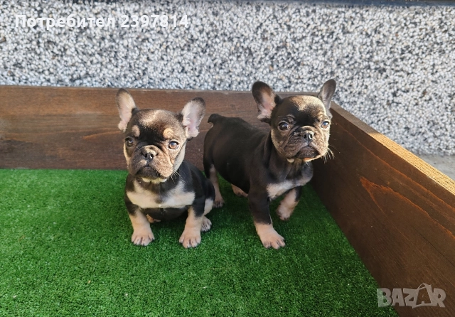 Френски булдог , снимка 8 - Френски булдог - 52372599