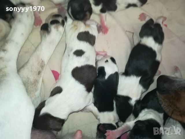 ДЖАК РЪСЕЛ БЕБЕТА-РОДЕНИ ДНЕС 11.08.25г 1108251538, снимка 3 - Джак ръсел териер - 51328877