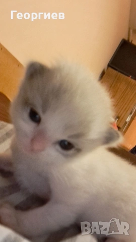 Регдол коте , снимка 2 - Други - 49355838