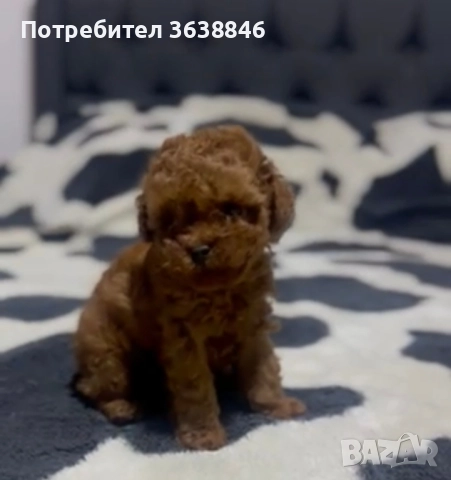 Пудел Теа къп