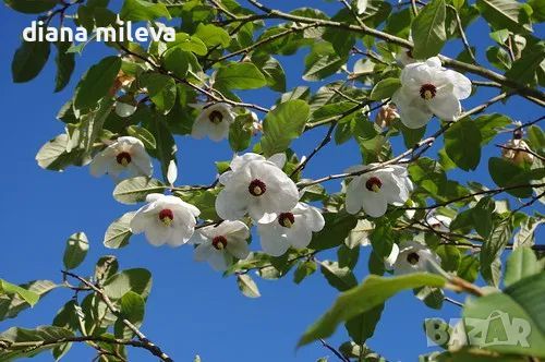  Магнолия сиеболди (Magnolia sieboldii), снимка 5 - Градински цветя и растения - 46495661