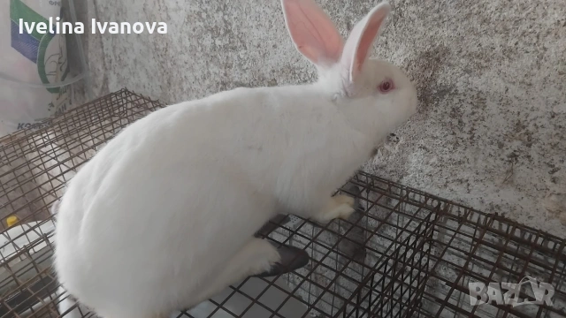 зайци Цика с новозелантски , снимка 3 - Други животни - 54200373