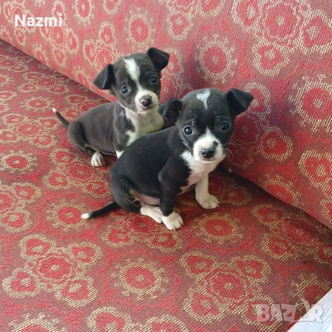 продавам пинчери 