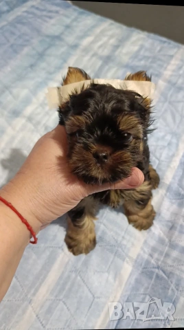 Мини момченце