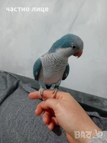 папагал монах, снимка 4 - Папагали - 53958481