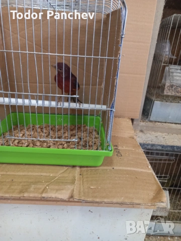 Канари, снимка 9 - Канари - 53841838