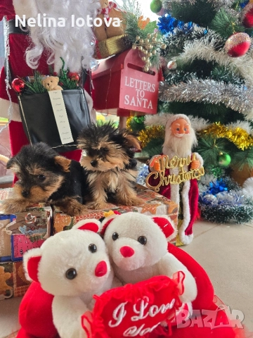 мини йоркширски териер