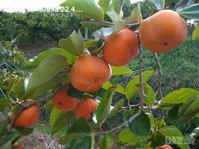  Райска ябълка Налични 4 сорта, снимка 9 - Разсади - 47807213