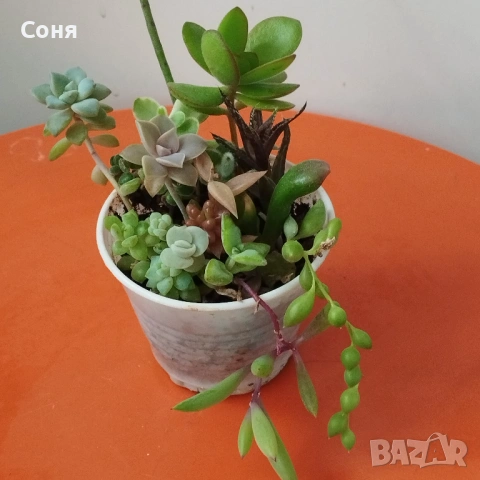 Сукуленти микс, вкоренени, снимка 11 - Стайни растения - 54008965