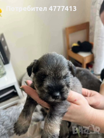 Цверг шнауцер, снимка 6 - Други - 53973681