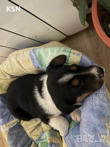 Кученце , снимка 10 - Други - 54062932