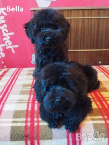 Мини пудел , снимка 2 - Пудели - 53701466