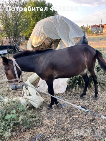 Кобила и Женско муле, снимка 5 - Коне - 52366920
