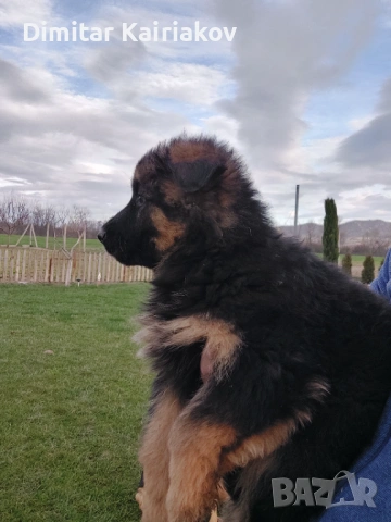 Немска овчарка