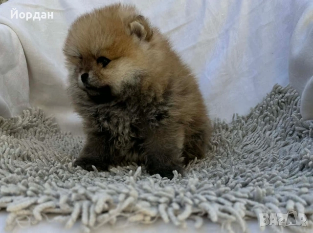 померани момчета, снимка 4 - Померан - 54303264