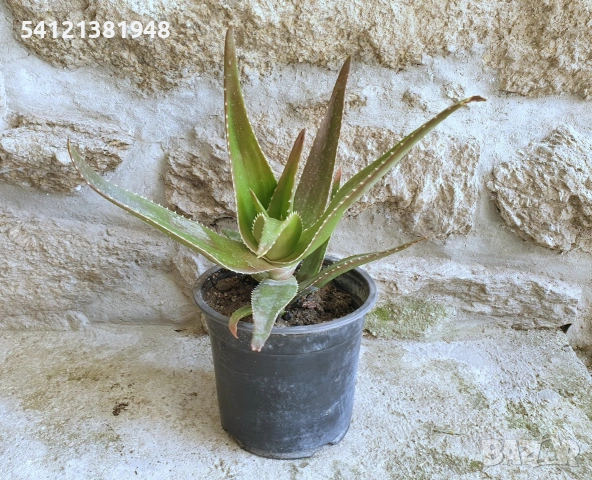 Алое Вера , снимка 2 - Стайни растения - 53926844