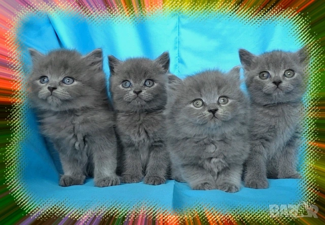 Чистокръвни Британски късокосмести котета