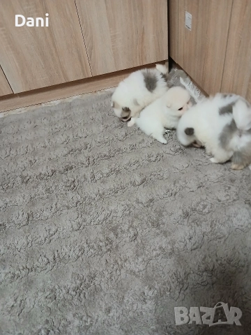 Mini Pomeran , снимка 10 - Померан - 52868566