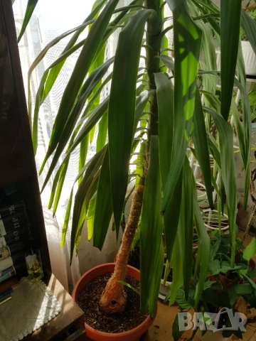 Цвете юка 2.60 метра, снимка 4 - Градински цветя и растения - 52424295