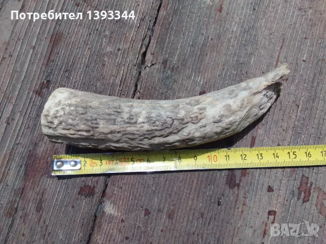 Рог от елен, снимка 2 - Антикварни и старинни предмети - 50409706