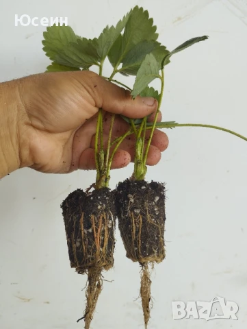 Разсад ягоди,къпини,касис., снимка 12 - Сортови семена и луковици - 27877155