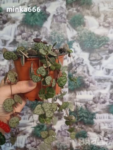 Вариегатна церопегия