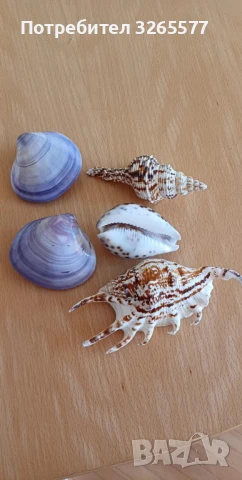 Миди, охлюви