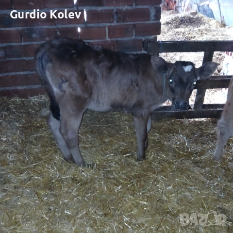 Телета , снимка 5 - Крави - 53837055