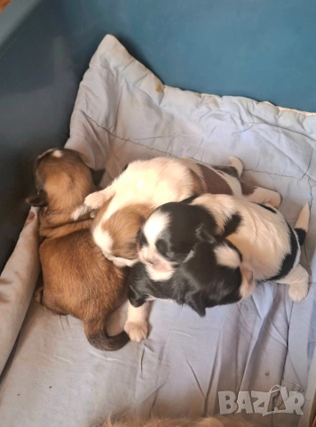 малки бебета Ши тцу 