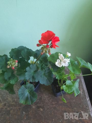 Комплект Мушката , снимка 2 - Градински цветя и растения - 45836098