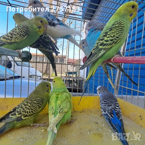 продавам вълнисти млади 2025, снимка 2 - Папагали - 52513193