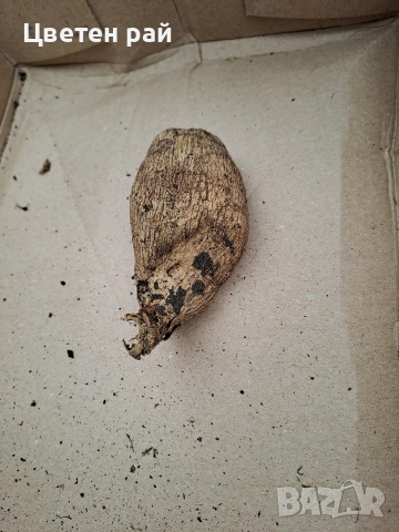 Луковици и грудки на лилиуми, далии и канни , снимка 9 - Градински цветя и растения - 53450111